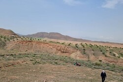 پاکسازی مناطق آلوده به ملخ مراکشی باید تسریع شود