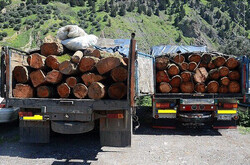 ۳۶ تن چوب بلوط قاچاق و ۱۱۳۵کیلو زغال در اصفهان کشف و ضبط شد
