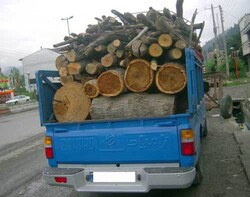 ۱۱۱ اصله چوب آلات جنگلی قاچاق در نمین و کوثر کشف و ضبط شد