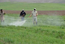 رشد ۳۲.۶ درصدی مبارزه با آفات در اراضی کشاورزی استان همدان