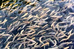 ۳۶۰۰ تن ماهی از بزرگترین منبع آبی شمال غرب کشور صید شد