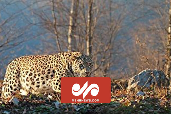 VIDEO: Roaming leopard spotted on streets of Ghaemshahr