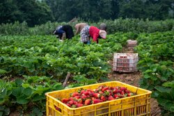 Harvesting strawberry in Golestan province