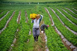 VIDEO: Strawberry farms in Golestan province