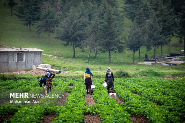 آغاز برداشت توت فرنگی در گلستان