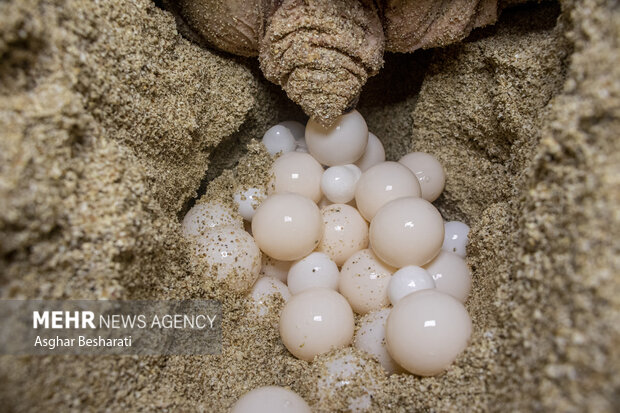 آغاز تخم‌گذاری لاک‌پشت‌ها در ساحل روستای شیب‌دراز قشم 