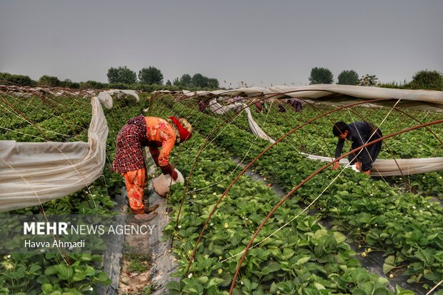 برداشت توت فرنگی بهنمیر بابلسر