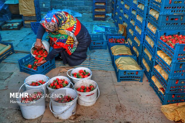 برداشت توت فرنگی بهنمیر بابلسر