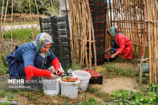 برداشت توت فرنگی بهنمیر بابلسر