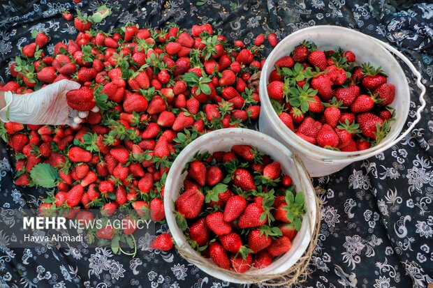 سرخی توت فرنگی از زردی باغداران؛هدرفت نوبرانه ها درچندمتری مزرعه 