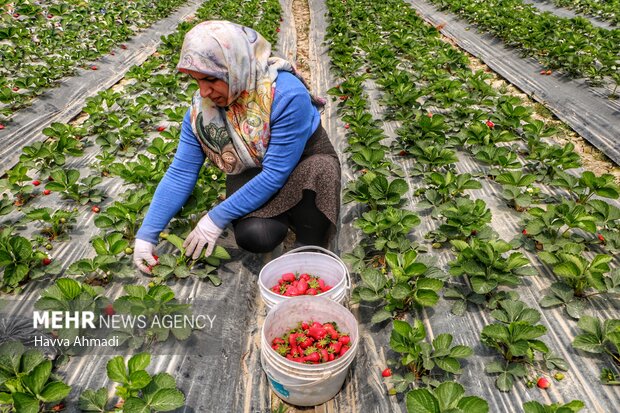 برداشت توت فرنگی بهنمیر بابلسر