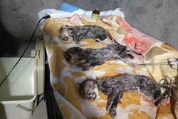 یکی از توله یوزپلنگ‌های توران شاهرود تلف شد/ علت مرگ ناهنجاری ریوی