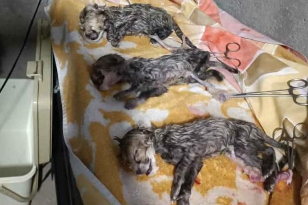 Iranian cheetah gives birth to three cubs