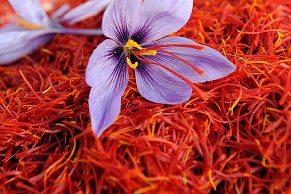Buy original saffron from Zarchin