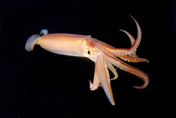زمان پایان فصل صید ماهی مرکب در آب‌های استان بوشهر اعلام شد