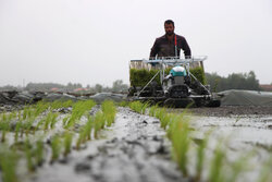 آینده مکانیزاسیون برنج امیدبخش است
