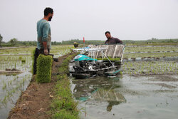 نشای مکانیزه شالیزارهای برنج در مازندران آغاز شد