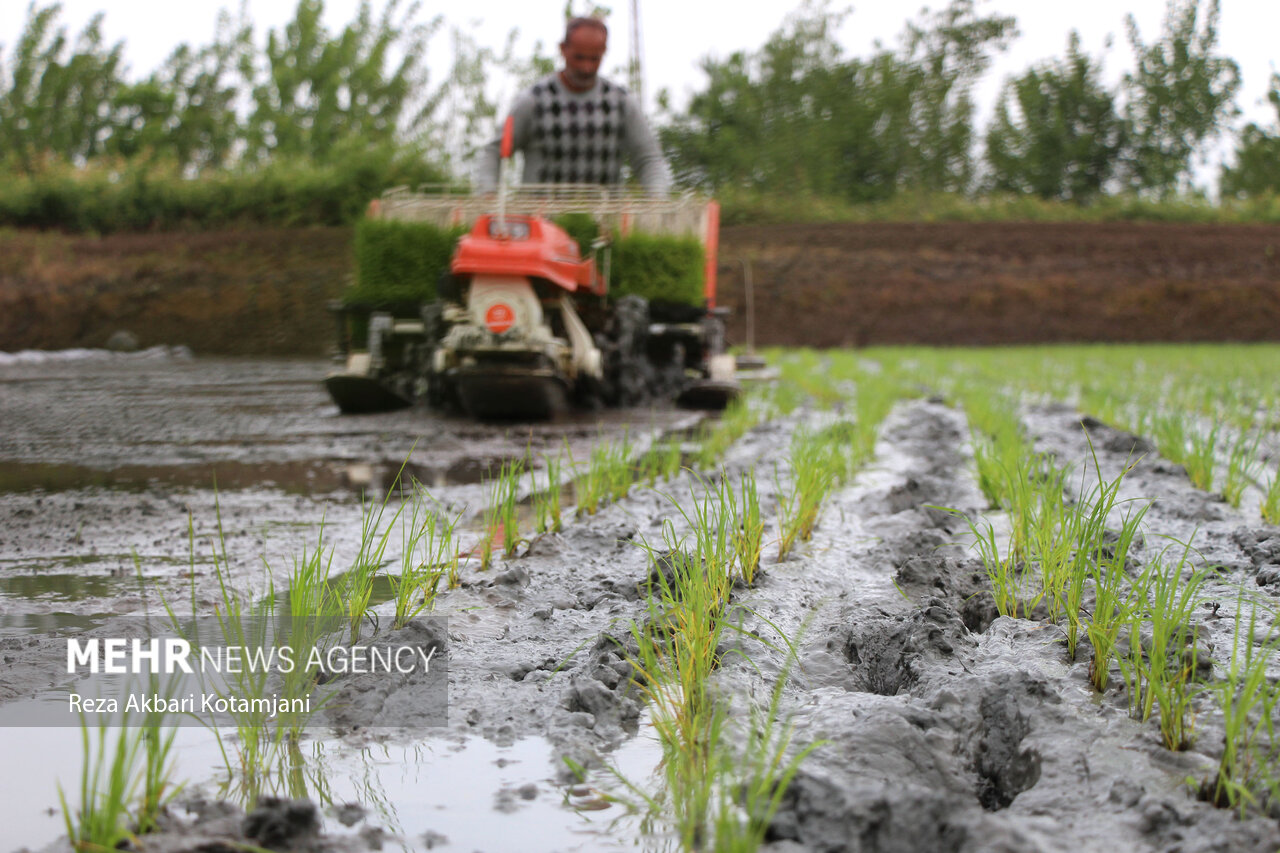کشت برنج هیبرید در شالیزارها توسعه یابد
