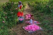 مراسم گلاب‌گیری کاشان؛ جشنی از عطر و رنگ در دل بهار