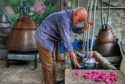 Iran rosewater festival valuable enough to be on UNESCO list