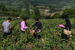برداشت گل محمدی در آذربایجان غربی آغاز شد/پیش بینی تولید ۵۱۰تن گل