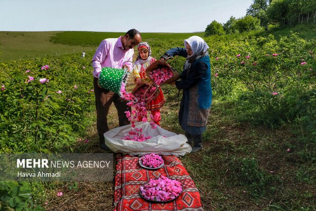 برگزاری اولین جشنواره گلابگیری در شهرستان رزن