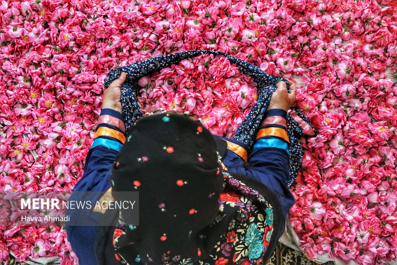 دودانگہ علاقہ میں گل محمد جمع کرنے اور عرق گلاب نکالنے کی فصل کا آغاز