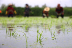 Rice cultivation in Gilan