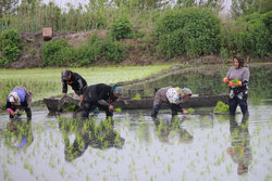 انجام نخستین نشا برنج در گیلان/ کشاورزان با تقویم زراعی حرکت کنند