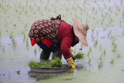 کشت قراردادی برنج در ۱۵ هزار هکتار از اراضی گیلان/ ۱۰۷ درصد برنامه محقق شد
