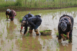 VIDEO: Traditional rice cultivation in N Iran