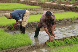 بهره گیری کشاورزان از آب باران برای آماده سازی شالیزارها