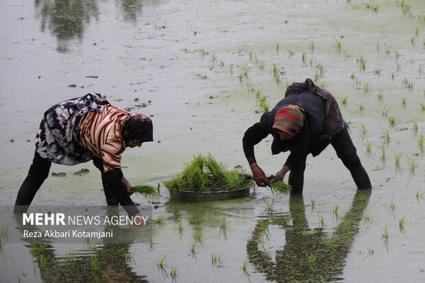 نشاء سنتی برنج در شالیزارهای گیلان