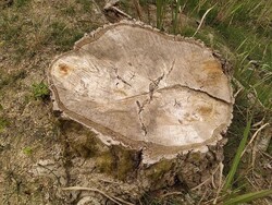 ۲۵ متخلف قطع درختان جنگلی در باشت به مراجع قضایی معرفی شدند