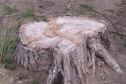 «قطع درختان» کابوس ناتمام بندر کیاشهر / سکوت مسئولان تأمل برانگیز است