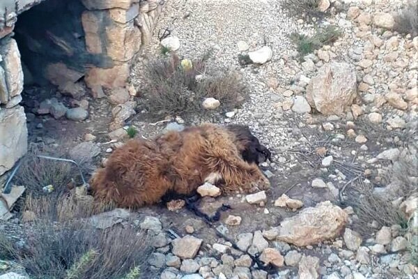 یک توله خرس در ارتفاعات شهرستان پیرانشهر تلف شد