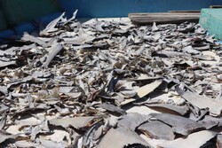 کشف محموله بزرگ قاچاق «باله کوسه ماهی» در کیش