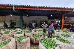 شروع چین دوم برگ سبز چای در باغات شمال/ ۱۱ هزار تن چای خشک تولید شد