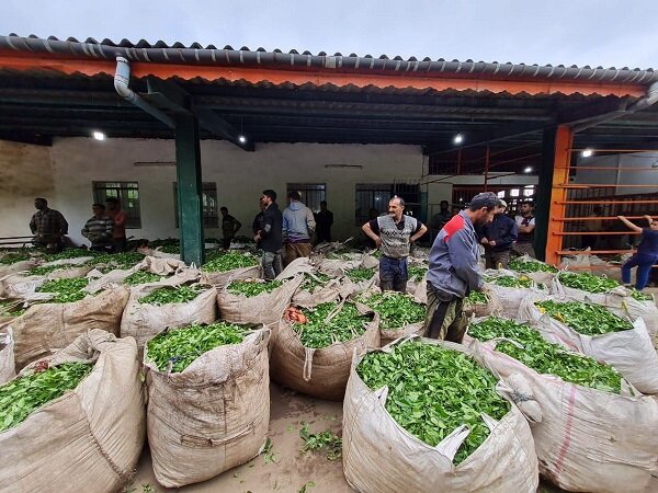 خرید بیش از ۸۰ هزار و ۸۰۰ تن برگ سبز چای از چایکاران