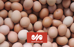 کاهش قیمت تخم‌مرغ در میادین تره‌بار