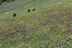 برداشت گل گاوزبان در روستاهای کوهستانی آستارا