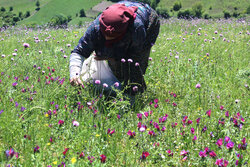 Harvesting ‘echium amoenum’ in N Iran