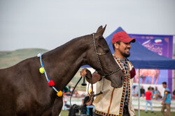 هفدهمین جشنواره زیبایی اسب ترکمن به میزبانی بجنورد برگزار می‌شود