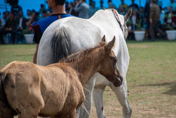 جشنواره اسب‌های اصیل ایرانی در «سین» برگزار می‌شود