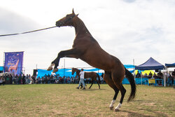 جشنواره اسب اصیل عرب در شوشتر برگزار شد