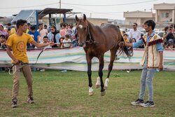 هفدهمین جشنواره ملی زیبایی اسب اصیل ترکمن در کلاله برگزار می شود