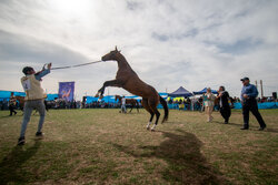 İran'da Türkmen Atları Festivali