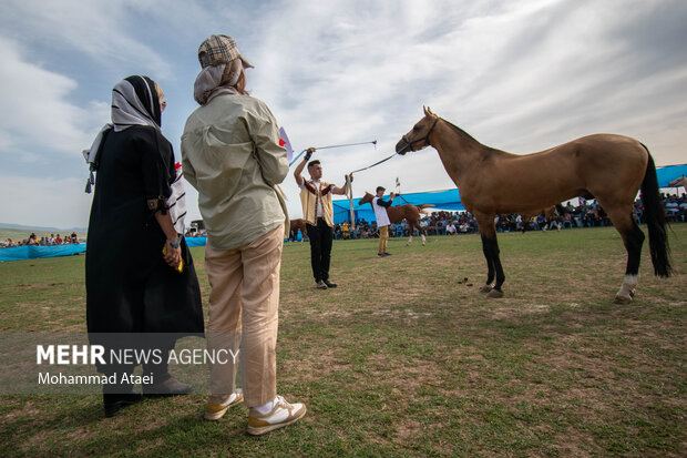 رقابت ۲۰۰ سر اسب در شانزدهمین جشنواره اسب اصیل ترکمن 