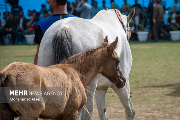 Festival of Turkmen Horse in Golestan province

