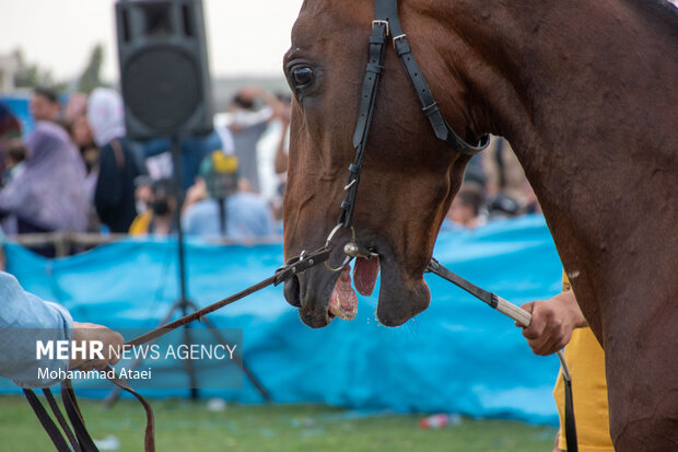 Festival of Turkmen Horse in Golestan province
